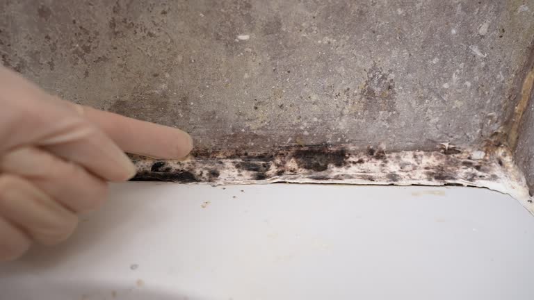 Mold Documentation for Insurance Claims in Csar Chvez, TX