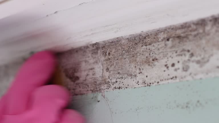 Csar Chvez, TX Mold Removal Pros
